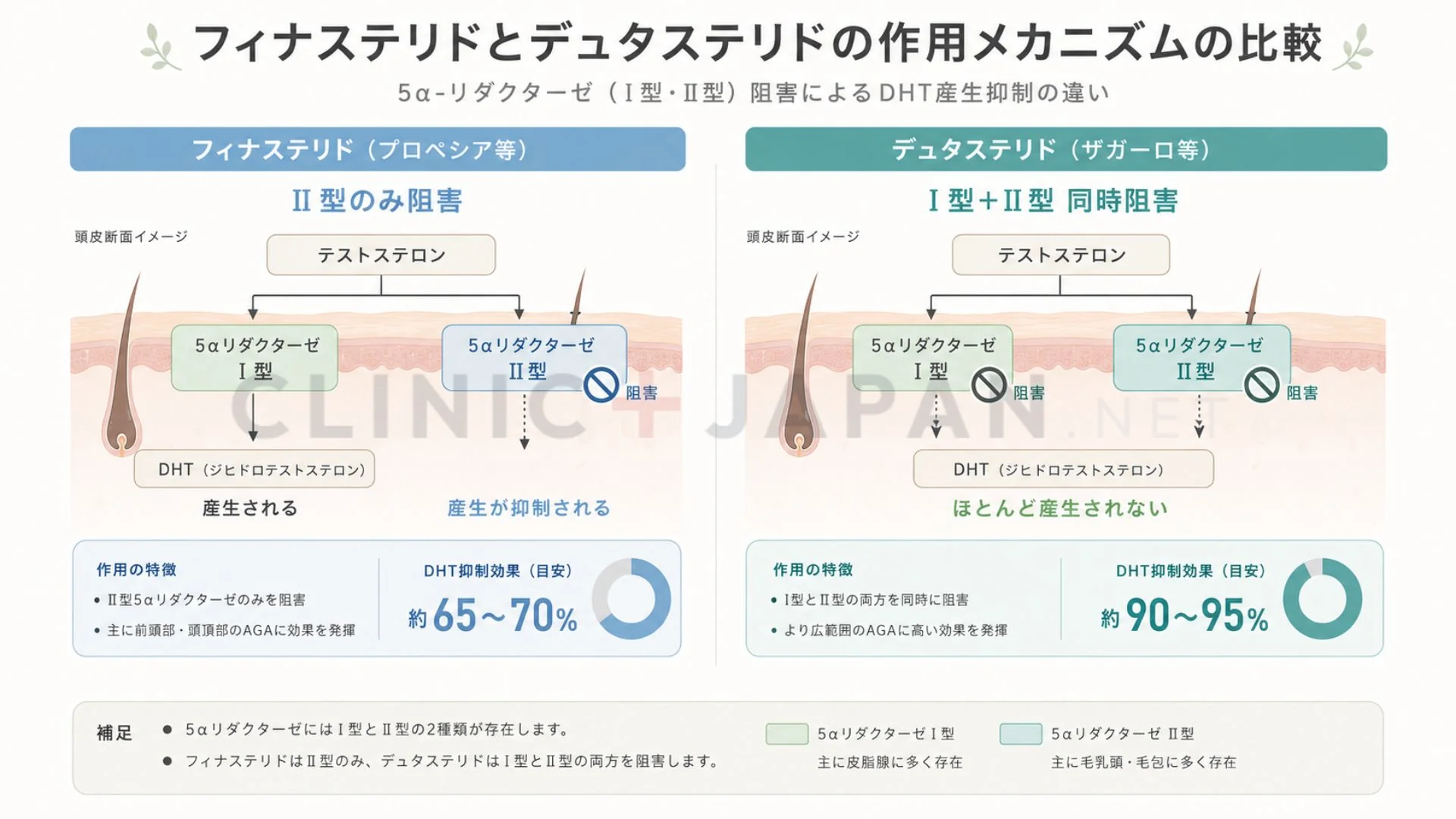 デュタステリド作用機序 — 5α還元酵素I型＋II型同時阻害によるDHT産生抑制