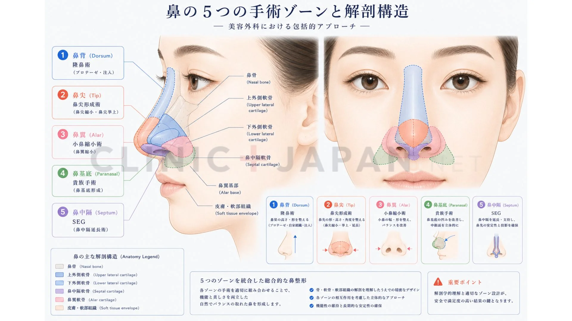 鼻の解剖図 — 鼻翼・鼻尖・鼻背・鼻基底・鼻中隔の各部位と術式の対応