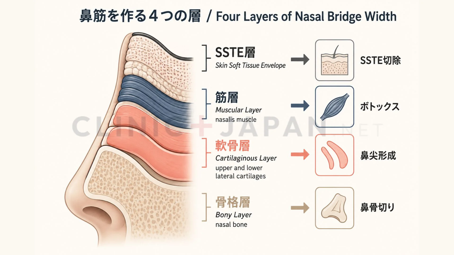 鼻筋を構成する4つの層の解剖図
